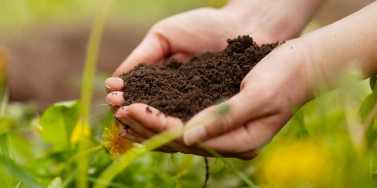 The Importance of Soil Health and How to Improve It