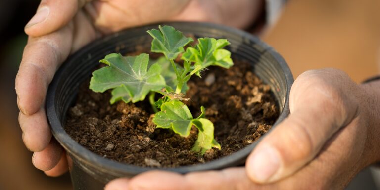 The Importance of Choosing the Right Plants for Your Garden